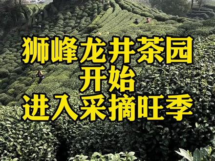 2026狮峰龙井茶园,开始进入采摘旺季 #西湖龙井 #狮峰龙井 #龙井茶 #杭州特产