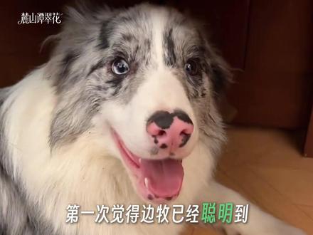 第一次觉得边牧已经聪明到让人觉得恐怖的地步了#边牧 #小狗 #离谱 #内容启发搜索
