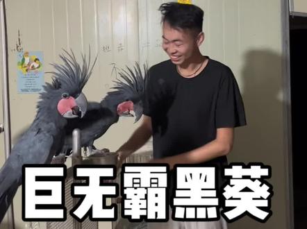巨无霸黑葵 训鸟简简单单#黑葵 #棕榈巴丹鹦鹉 #训鸟