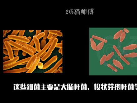 速来学习“巨人观”是什么#刑侦 #法医学 #知识分享 #曼波 #悬疑