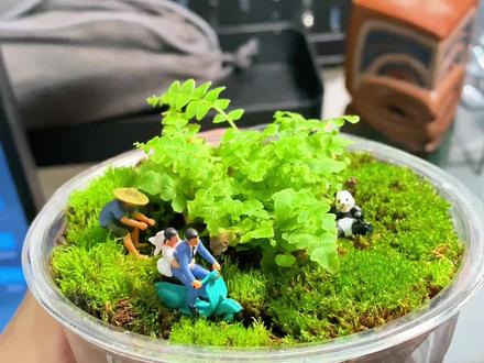 用喝完的奶茶杯咖啡杯改造鱼缸,希望小鱼喜欢。#手工diy #旧物改造 #自制鱼缸 #生活美学 #桌面改造