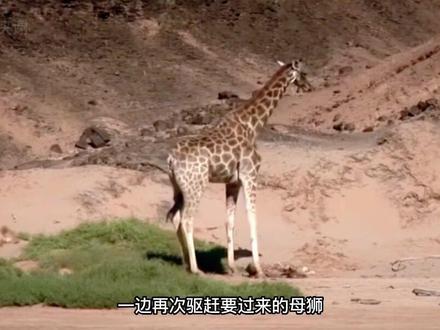 长颈鹿妈妈为击退来犯的母狮,将自己刚出生的孩子误踢致死,伤心欲绝的长颈鹿妈妈远远地看着母狮吞没自己的孩子,却无能为力#动物世界 #动物世界记录大自然的生存法则就是这样弱肉强食 #神奇动物在抖音