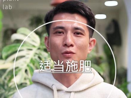 白龟养不大❓靠谱干货看这就够!
hello大家好,这里是特殊气候,一家贩卖美的植物店。
把专业和温暖刻在DNA里
🌲白锦龟背竹,Monstera Bosigiana Albo,是很多热植人的心头爱。即便是初次接触的朋友,来特殊气候逛完后,很多都会说:一眼钟情的,还真就是白龟。
它的叶片美的像一幅画,在油亮墨绿的画布上,白色颜料不做作的自由挥洒,随机散布,或纯白,
或浅绿,或雪花,层次丰富,灵动优雅,有时候我会盯着一片叶子看很久,仿佛走入另外一个世界。
但要想养成一颗白龟树,你需要做到以下3点:
🗒️技巧一,也是最重要的一点:上柱子。
白龟是长茎龟背竹的自然变异,因此如果你想要白龟叶片一片比一片大,最最重要的,就是要给他上柱子,把她后面这些气根扎在柱子里,就可以为白龟提供攀附,同时也让气根吸收柱子中的水分养分等,让他的叶子长得更大。
关于柱子的选择有,可以是棕柱、水苔柱,或者让他沿墙攀附。大家可以在评论区分享一下自己的使用经验,我也可以专门开一期讲各种柱子的优劣势,需要的弹幕扣1
#白龟 #龟背竹 #热植 #特殊气候 #植物科普