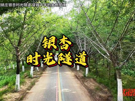 邳州姚庄银杏时光隧道:穿越千年的金色梦境
在苏北大地的一隅,藏着一条能让时光驻足的秘境 —— 邳州市铁富镇姚庄的银杏时光隧道。这里,是自然与人文交织的诗篇,是每一位旅人心中追寻的诗和远方。
上世纪七十年代,“田成块,地成方,柳成行” 的热潮中,一条乡间公路在铁富镇悄然成型。九十年代,产业结构调整的春风拂过,道路两侧栽下银杏树苗。寒来暑往,幼树抽枝展叶,枝杈渐渐交汇,终于织就这条长约 3000 米的 “时光隧道”。每当秋末冬初,银杏叶由绿转金,在朝阳的映照下熠熠生辉,宛如一条流淌着金色光芒的时空长河,梦幻而浪漫。
2011 年,陈智先生的摄影作品《秋天的童话》惊艳国际,在美国国家地理全球摄影大赛中国赛区斩获大奖,经《国家地理》杂志转载后,这条藏在苏北乡间的银杏路瞬间声名鹊起。中央电视台等媒体争相报道,各地摄影爱好者、游客纷至沓来,只为一睹这 “天下银杏第一路” 的风采。2015 年,全国妇联书法家协会副主席胡秋萍女士亲临考察,欣然题写 “天下银杏第一路”,更是为其添上浓墨重彩的一笔。
这里并非只在秋冬独美。春日,嫩芽初绽,绿意萌动,充满生机;盛夏,枝叶繁茂,绿荫如盖,清凉惬意;
深秋,金黄满道,宛如童话世界;隆冬,枝干虬曲,银装素裹,别有意境。无论何时踏上这条隧道,都能邂逅不一样的惊喜。
银杏时光隧道西倚巍峨艾山,东傍悠悠沂河,30 万亩银杏森林环绕四周,更有国家唯一单树种邳州银杏博览园与之呼应。沿着隧道漫步,南连姚庄,北接小马墩,沿途惊喜不断:小马墩竹林中的巨石、韩信瓜屋、栓马墩、古石井,诉说着古老的传说;村西头的古石磨路、碌碌凳子、黄土草屋,尽显古朴韵味;农民画墙、泥人剪纸,洋溢着浓郁的乡土风情;而炒瓜子村民新建的别墅群,又展现出现代乡村的活力。一步一景,仿佛穿越百年时光。
邳州铁富镇的银杏时光隧道,正敞开怀抱,等待与您共赴一场浪漫的金色之约,这里,就是您魂牵梦绕的诗和远方!
本文来源于网络 仅供参考阅读,我是赵海东,用航拍镜头记录乡村之美,也用故事传递乡土温情。关注我,下一期带你解锁更多动人传说#徐州赵海东