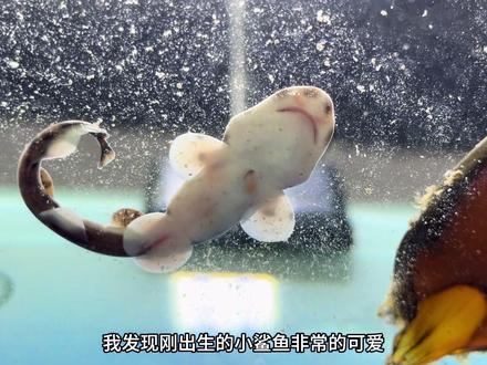 小鲨鱼出生啦!! #鲨鱼 #孵化 #梦想动物园