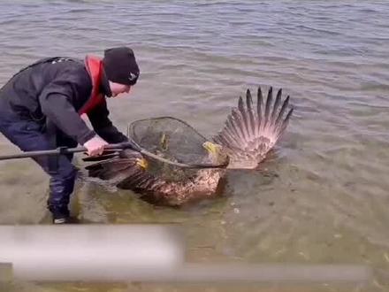 男子在海面发现落水金雕,却意外救下两只濒死鹰宝宝,实在太感人#户外
