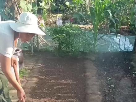 2025年起垄种植胡萝卜#胡萝卜