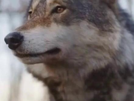 狼是怎么变成狗的? #科普 #动物