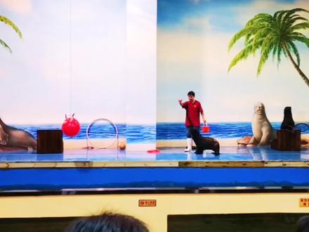 海狮是一种非常聪明的动物,被称为海洋精灵.但它的祖先在陆地生活