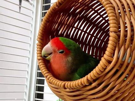 养鸟人闭眼入!藤编鸟窝干净好打理,四季通用。#藤编鸟窝#鸟窝