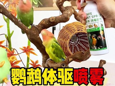 你家小鸟改驱虫啦,小鸟生病用它,驱虫用它,各种鹦鹉都能用,好用推荐 #鹦鹉驱虫喷雾