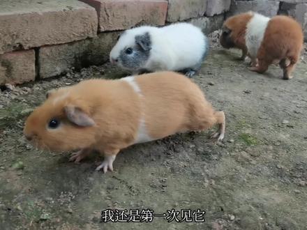 美泰公猪看着有些老,两只母猪对它并不感兴趣 #宠物 #豚鼠 #荷兰猪 #美泰荷兰猪