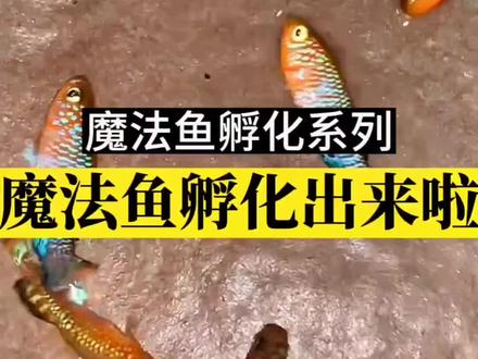 小白的魔法鱼终于孵化出来啦,这次脑袋没有被驴踢#魔法鱼 #养鱼日记 #漂亮宝贝鱼 #神奇动物在抖音 #鳉鱼
