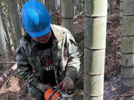 光头强又来砍毛竹,毛竹太大,竹囊太厚,油锯都据的冒烟,这样的毛竹很少见吧!#砍毛竹 #技术活一般人来不了 #农村生活现实记 #毛竹