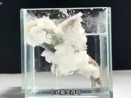 我记得清道夫好像没惹任何人吧#昆虫实验