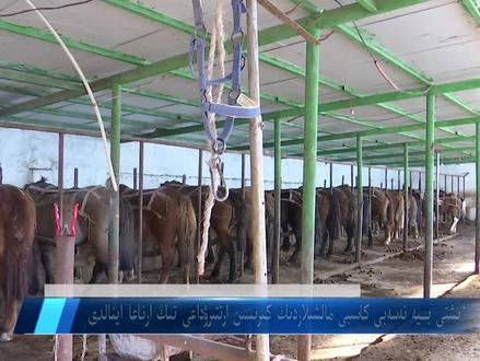 孕马尿产业成为牧民增收“新法宝”