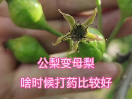 梨树 花期 公梨变母梨 花露白 盛花期 授粉后 萌芽前 唑类 生长素#农业种植 #果树管理