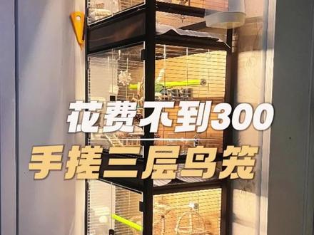 花费300,手搓三层鸟笼,简直太香了!后面有材料清单跟流程,想做的可以参考一下,有什么不足的,可以在评论区补充。 #手养鹦鹉 #手工鸟笼 #鹦鹉 #鸟笼制作 #鸟笼