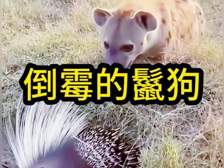 鬣狗为何会惨叫呢?#野生动物零距离
