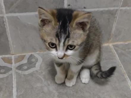 没有边界感的喵#小猫 #搞笑 #日常