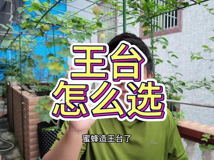 蜜蜂造王台不用选,哪个王台先成熟就用哪个 #蜜蜂养殖技术 #养蜂技术分享 #中蜂养殖 #养蜂知识分享 #养蜂真过瘾