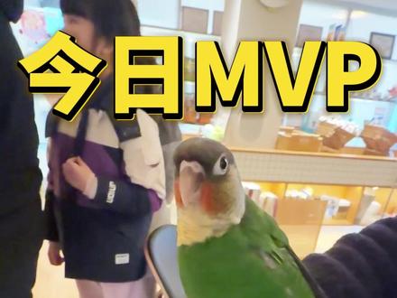 第一视角体验带小太阳宝宝去新家#第一视角 #moomoo鸟舍 #鹦鹉 #vlog #小太阳鹦鹉