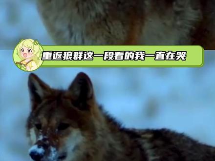 重返狼群这一段看的我一直在哭#重返狼群 #格林 #李微漪 #纪录片 #催泪