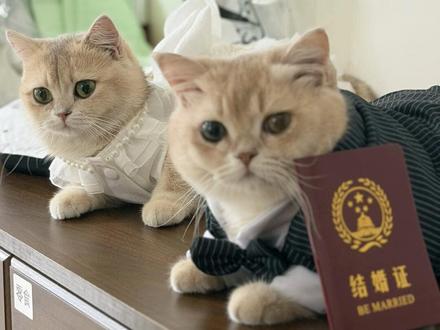 恭喜这对新咪 #金渐层#喜事#结婚 #猫咪#萌宠出道计划