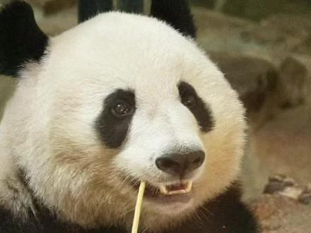 香果半半一路走好 自从香果和半半生病了,一直屏蔽外界的声音,等官方发公告,我愿望是好的,没想到等来这个结果😭#爱护大熊猫人人有责 #大熊猫 #国宝 #守护大熊猫 #熊猫