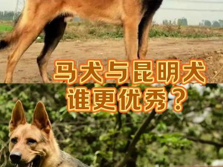马犬与昆明犬,谁更优秀?#护卫犬 #精品马犬