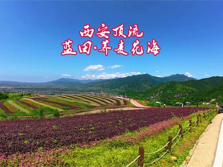 实拍蓝田荞麦花海 随手拍都是大片 #西安周边游 #蓝田荞麦花海 #摩托骑行 #治愈系风景 #今日份左手ootd