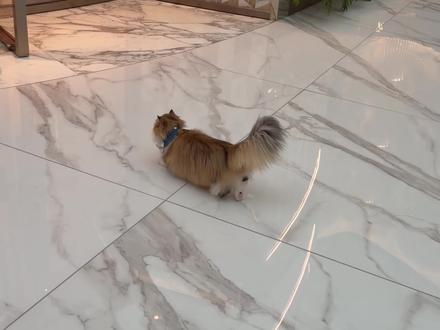 当猫界公子爷逛GUCCI#猫咪#梅西的猫 #萌宠出道计划 #万物可爱计划#猫咪的迷惑行为@阿夫Ashraf @厨喵梅西之家小厨房 @厨喵|梅西之家 @梅西(厨喵COOKMEOW)