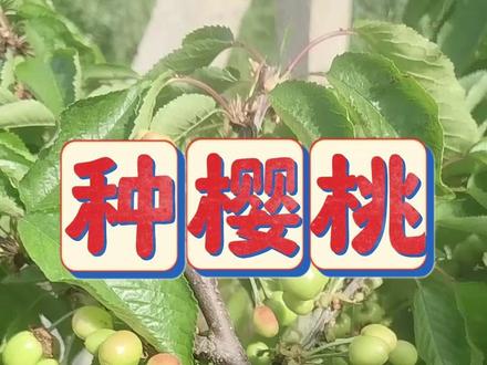 想让樱桃卖价高,转色增甜有对招,果小着色差,只因营养没用它 #樱桃#大樱桃#樱桃种植#农业种植#三农