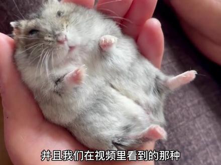 仓鼠不让摸怎么办?看完这条视频可以让你的养鼠技能提升一个等级。#仓鼠 #养鼠日常分享 #仓鼠躺手 #仓鼠上手