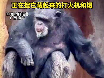 南宁动物园一大猩猩抽烟娴熟走红 动物园:从小在领养家庭,学会抽烟喝酒,“有些游客会扔香烟 它就会点燃”,动物园呼吁文明观赏,正在搜它藏起来的打火机和烟#大猩猩 #神奇动物 #搞笑 (新京报)