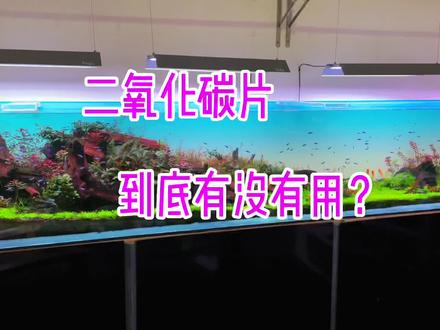 都说二氧化碳片是智商税 我咋觉得无碳缸偶尔扔一个也挺好 😳