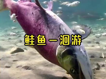 谁能知道这首歌的名字,评论区告诉我