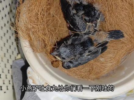 燕子也会像猛禽一样吐食丸!被父母抛弃的小燕子已经这么大了! #金腰燕