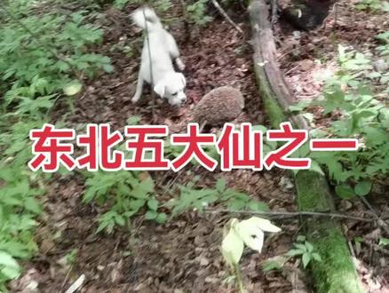 东北五大仙之一,刺猬排第三,称之为白仙,也是惹不起的小强#户外#林区生活#长白山