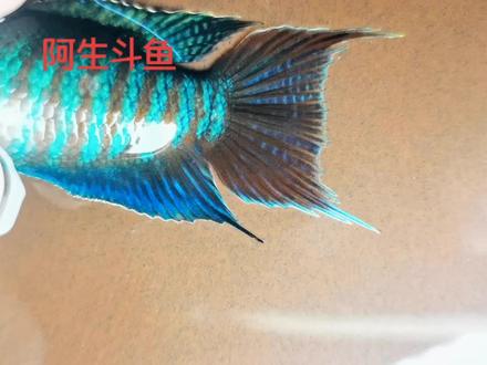 #中国斗鱼 #养鱼养心 #养殖 #鱼 #水族 #手机摄影 #观赏鱼 #斗鱼 #普叉 全爆针还是有希望的。