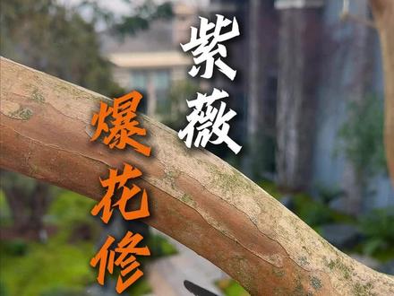 紫薇爆花的秘诀!#紫薇#花园设计施工#紫薇树修剪#花园生活#庭院树
