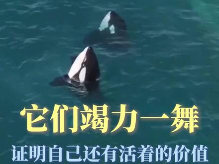 它们以为表演能获得食物#动物 #虎鲸 #法国 #万物有灵