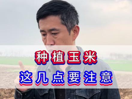 玉米种植管理技术 #三农纪实 种植玉米,这几点要注意。 #玉米种植 #玉米种植技术 #种玉米 #三农