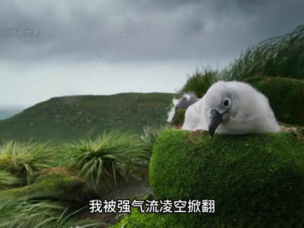 仅仅跌出30厘米,深爱我的父亲为何眼睁睁看我冻死? #动物世界 #动物独白 #第一人称 #信天翁 #神奇动物在抖音