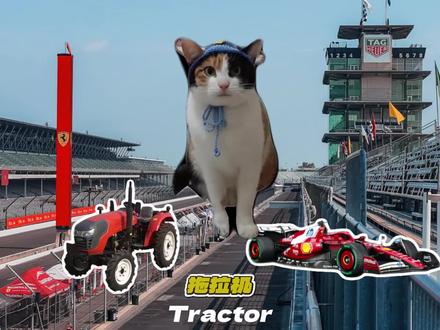 让萝卜纸巾猫选汽车!真棒👏🏻不过这猫还不太聪明,我给你艾特个更聪明的在下面!#萝卜纸巾猫 #赛车 #搞笑 #汽车 #窝法乙烷