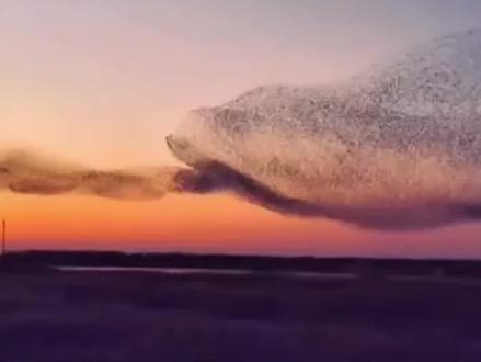 北冥有鱼就是,飞鸟集飞。
没见过不代表没有。
#北冥有鱼是真的 #自然奇观 #难得一见 #与众不同 #永丰二锅头徐州总代理