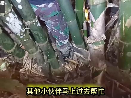 竹林中发现巨型眼镜王蛇,抓捕过程十分惊险,比你大腿还粗#眼镜王蛇捕猎 #眼镜王蛇 #野外捕猎 #国外捕猎#毒蛇