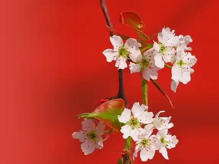 春分巧遇农历二月初二,昼夜平分,好运抬头!百鸟归来报春时,陌上花开,山河锦绣。春菜正鲜,春光正好,春风和煦,好运昂首。愿你前程似锦,不负春朝!#二月初二 #春分 (视频来源:央视新闻)