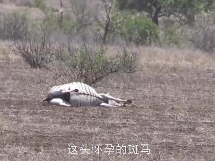 怀孕斑马难产倒地不起,遭秃鹫包围实施剖腹产手术,太可怜了! #野生动物 #动物世界 #斑马 #动物