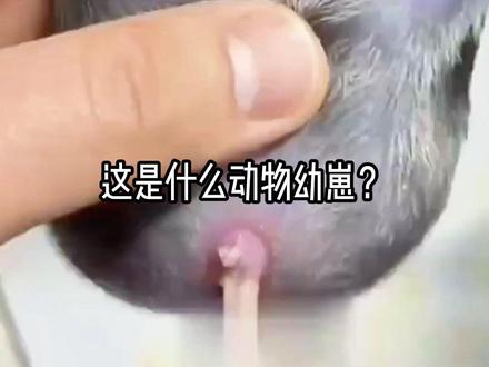 一口气看18种动物幼崽,看看它们长大后反差有多大 #神奇动物在抖音 #科普 #动物世界